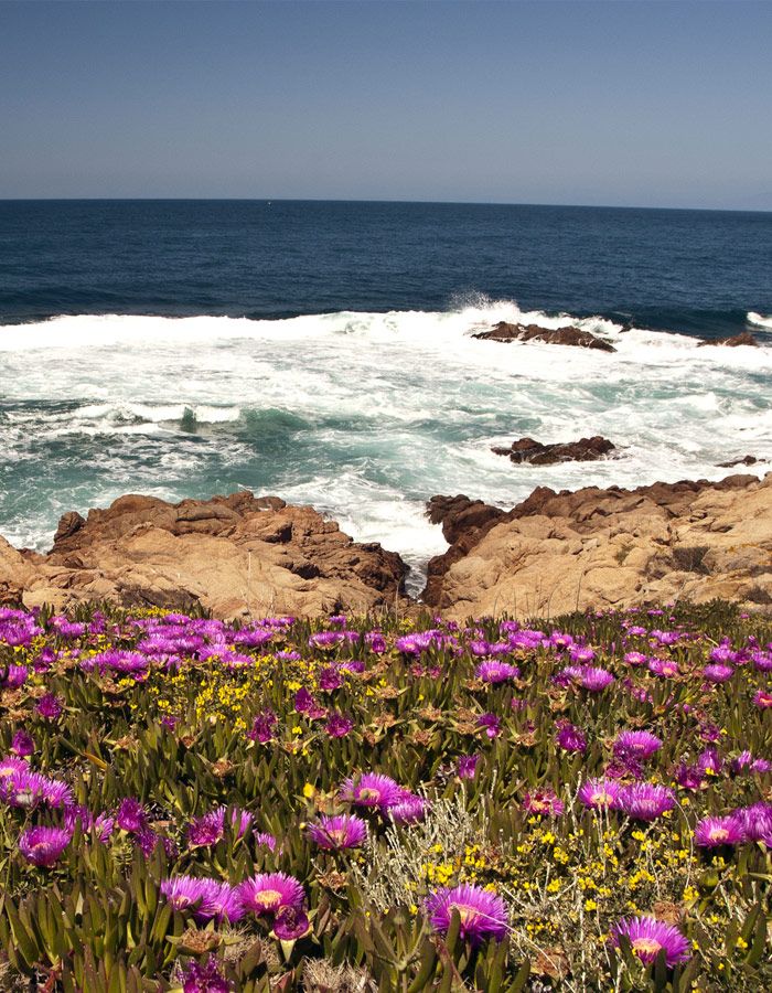 Unberührte Natur bei den Felsen am Meer