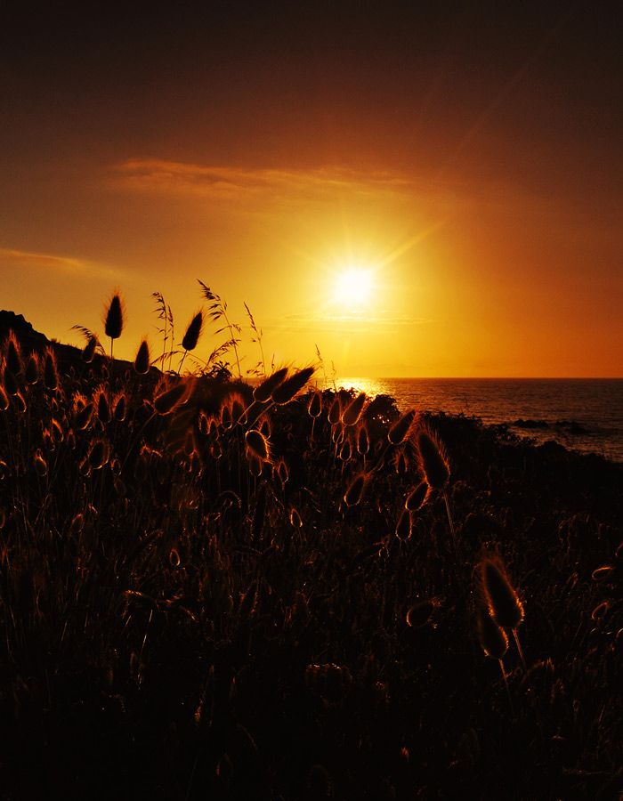 Atemberaubender Ausblick auf Getreidehalme entlang des Strandes in Sardinien bei Sonnenuntergang
