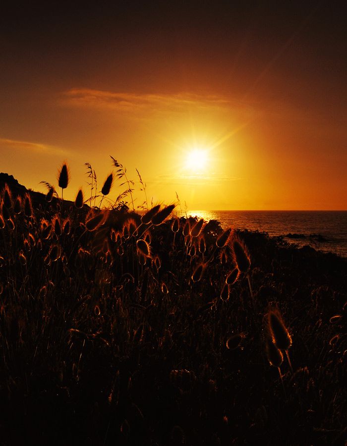 Breathtaking view alongside ears of wheat along the resort Isola Rossa